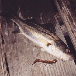 アジングからのー