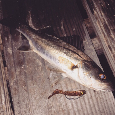 アジングからのー