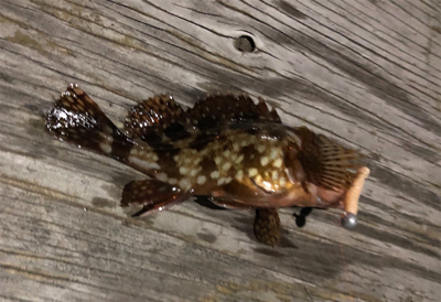 結局ガシリング