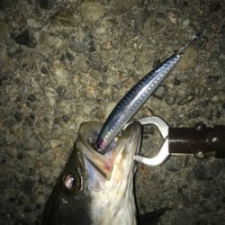 ルアーケースをひっくり返してもうた(･_･;