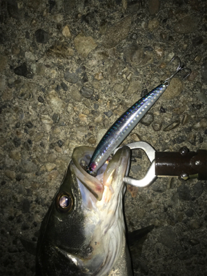 ルアーケースをひっくり返してもうた(･_･…