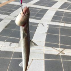 大きいサイズは周っていない⁉︎