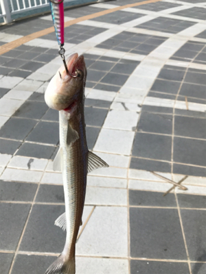 大きいサイズは周っていない⁉︎