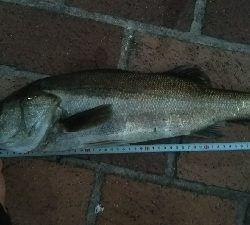 朝マヅメにて。