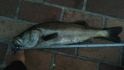 朝マヅメにて。