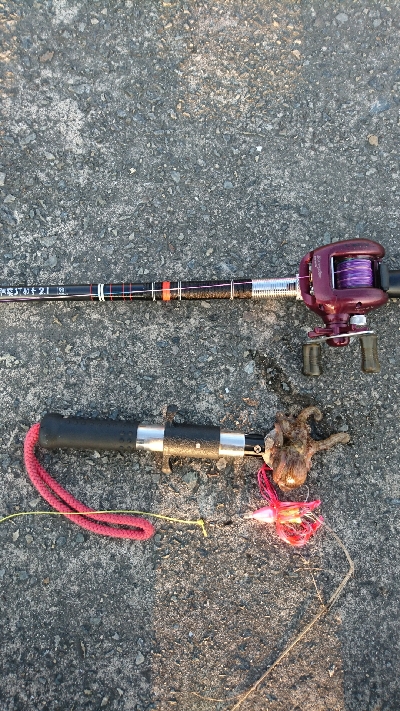 タコ今期  つ抜けしました‼️