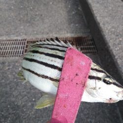 キスが釣れました