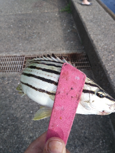 キスが釣れました