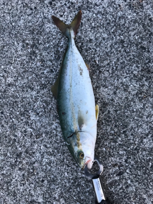 ツバス！タモの出番が無かった