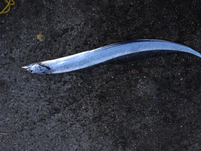 爆釣！爆釣！楽しい！楽しい！