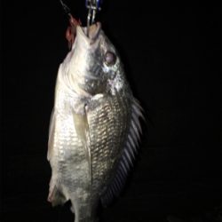 蚊とゴミとの闘い。