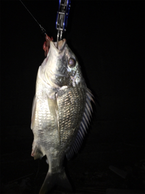 蚊とゴミとの闘い。