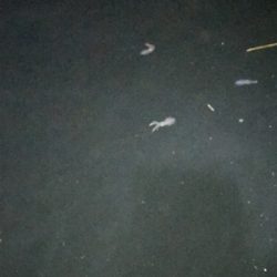 ロックフィッシュ