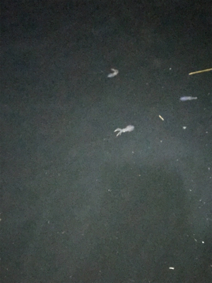 ロックフィッシュ