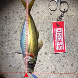 久しぶりのアジ