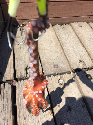 タコってきました