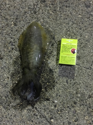 春イカ初でーす