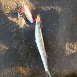 トップの合間に