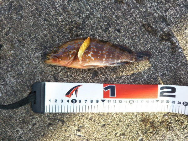 ロックフェスティバル