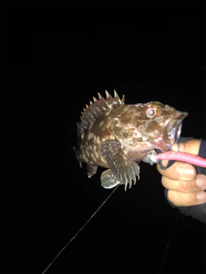 久々シーバス〜ライトロックフィッシュ