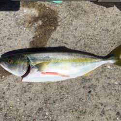 真昼でも釣れますね(^^)