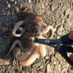 タコも、、調子上がらず、、、