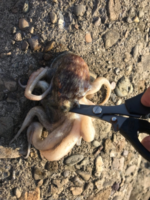 タコも、、調子上がらず、、、