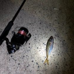 ナイトアジング