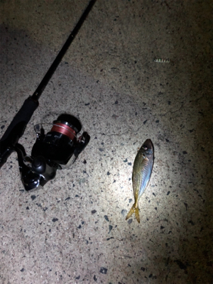 ナイトアジング