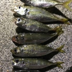 久しぶりのアジング