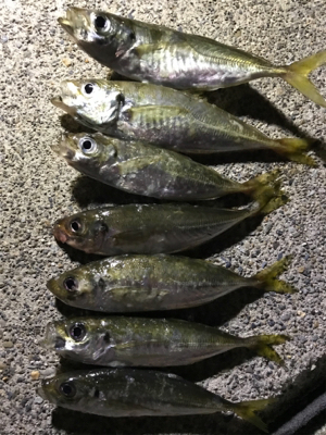 久しぶりのアジング