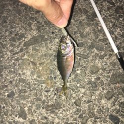 ナイトアジング