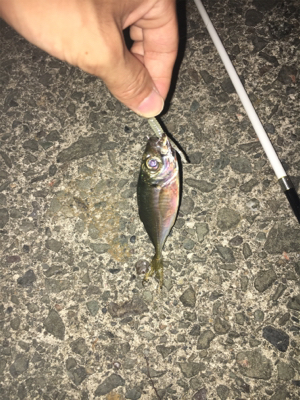 ナイトアジング