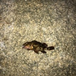 まだだ まだ終わらんよメバリング