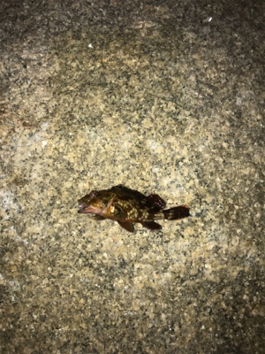 まだだ まだ終わらんよメバリング