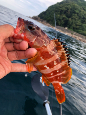 ロックフィッシュ♪