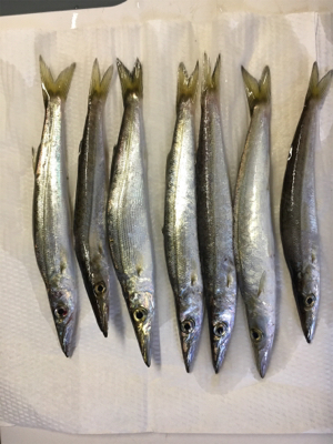 ジグでソウダガツオ！