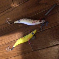 今日もタコ調査