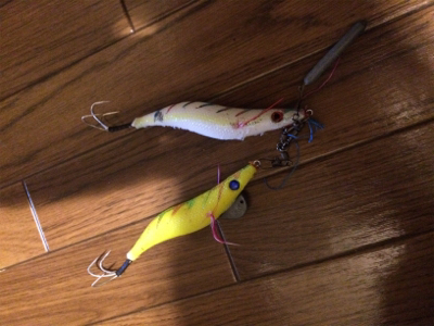 今日もタコ調査