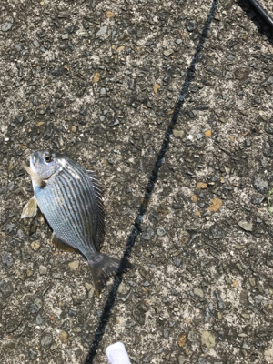 暑さに負けた！