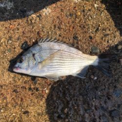 親父たちの釣行 第5弾 舞鶴編