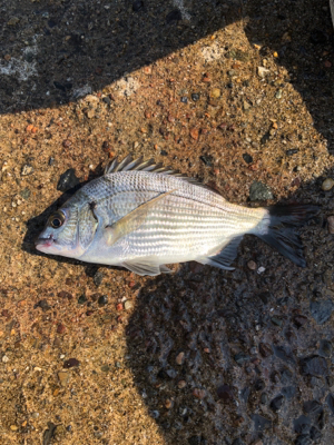 親父たちの釣行 第5弾 舞鶴編