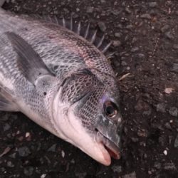 キャスティング前打ちでクロダイ