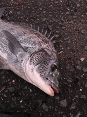 キャスティング前打ちでクロダイ