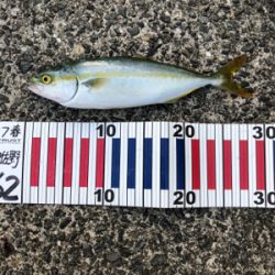 とりあえず青物釣れて良かった