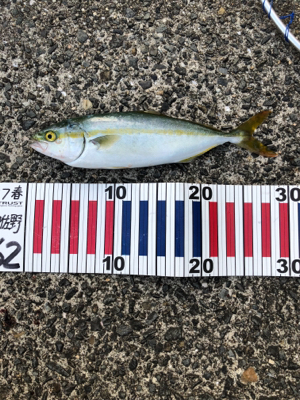 とりあえず青物釣れて良かった