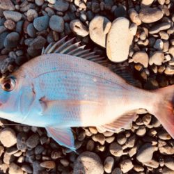 炎天下の下で鯛最高♪♪♪