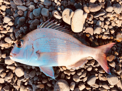 炎天下の下で鯛最高♪♪♪
