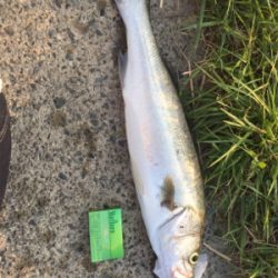 人生初シーバス