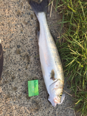 人生初シーバス